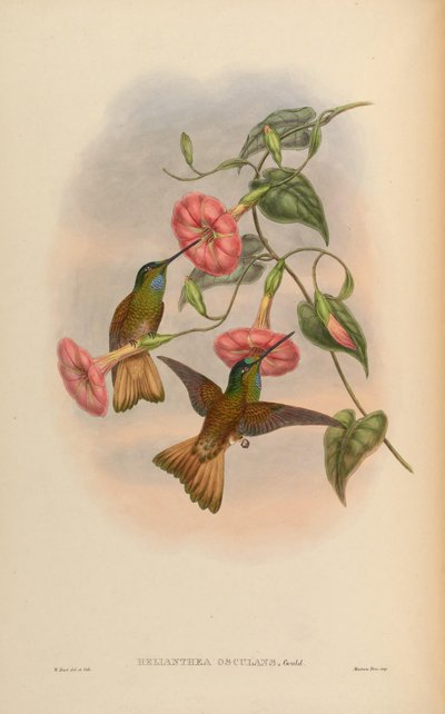 Helianthea osculans = Coeligena violifer osculans by John Gould